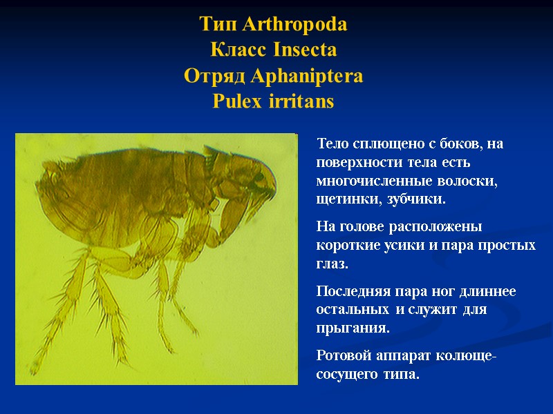 Тип Arthropoda Класс Insecta Отряд Aphaniptera  Pulex irritans  Тело сплющено с боков,
